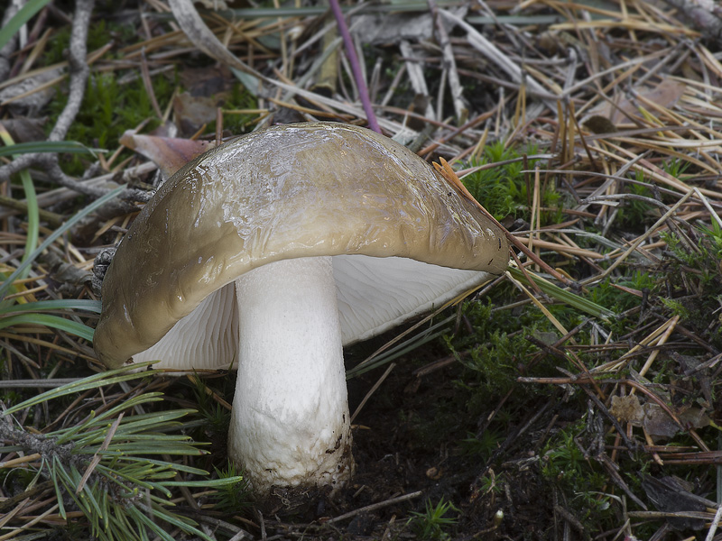 Hygrophorus latitabundus